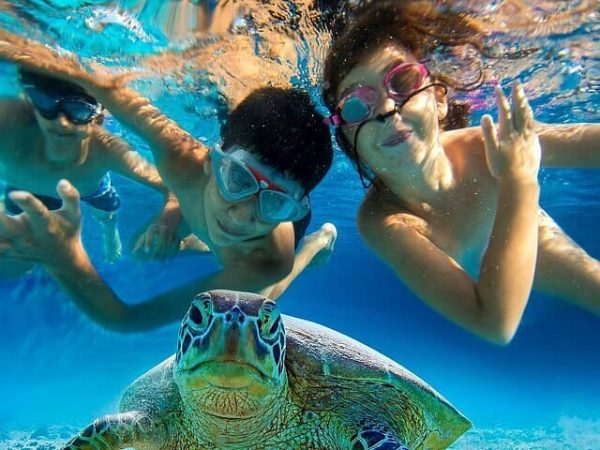 Swimming with the Turtles(Paradise Cove)